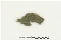 藏品(淡色同葉苔)的圖片